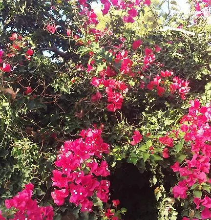 Villa Puig De Ros *